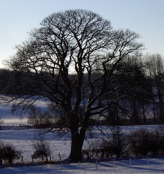 My Tree