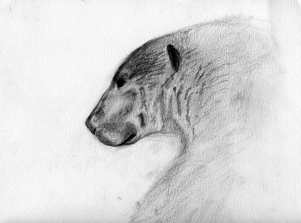 Polar Bear