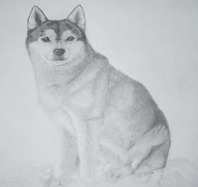 How to Draw a Husky Dog 15 Steps  Drawing Dog
