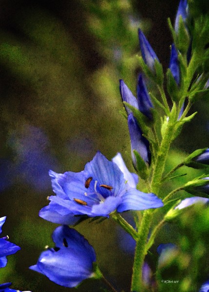 Grunge Blue Flowers #1
