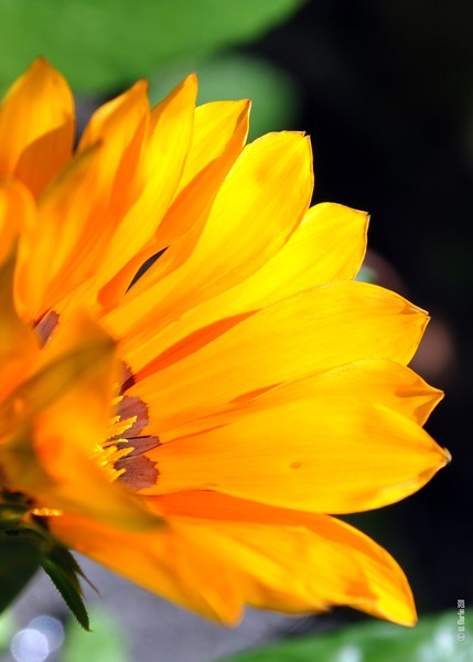 Orange Glowing in the Sun