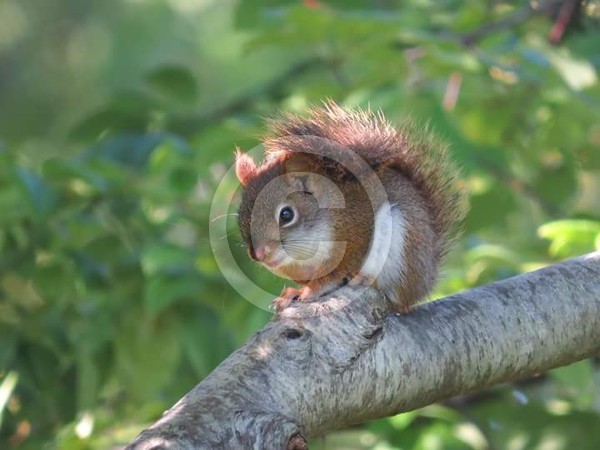 Red squirrel