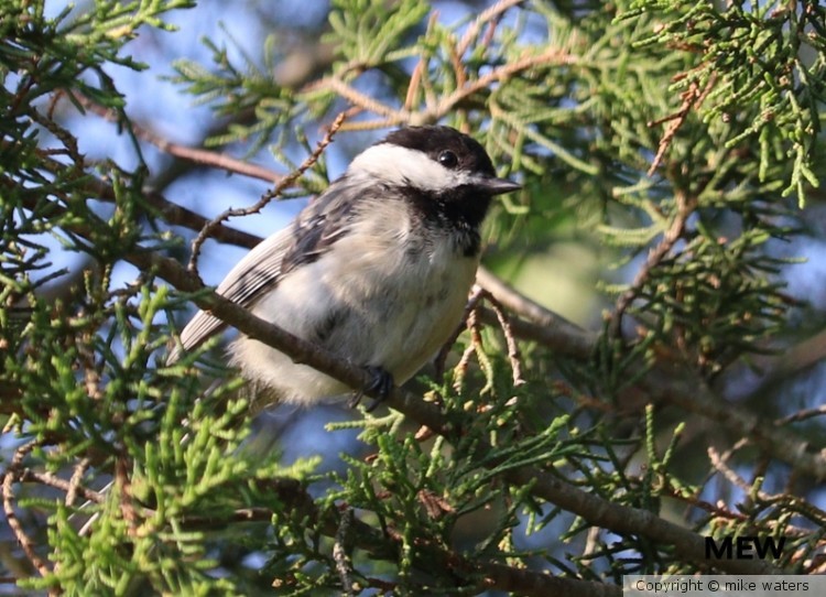 Chickadee