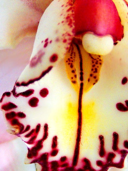 Orchid