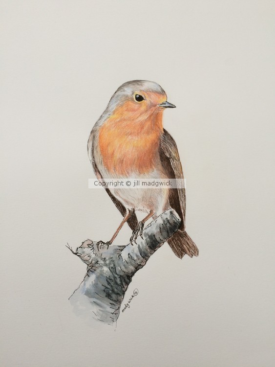 Little Robin red Breast