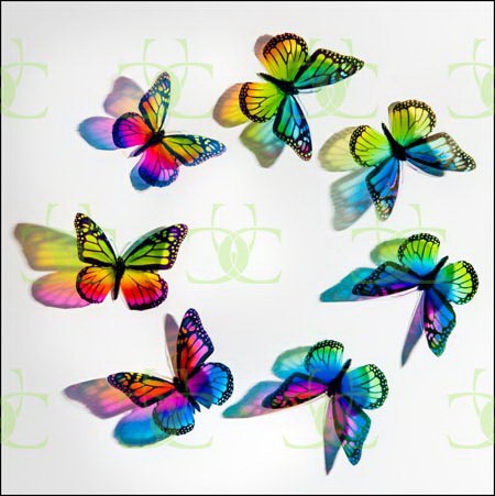Rainbow Monarchs