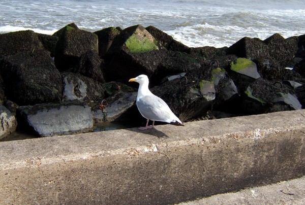 Seagull