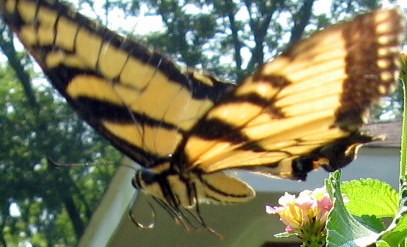 Swallow tail lift off!