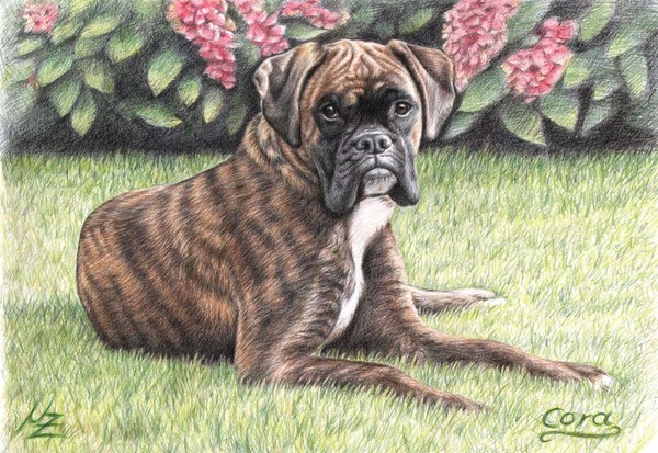 Boxer Girl