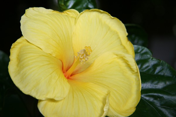 Tropical Floral Series #002