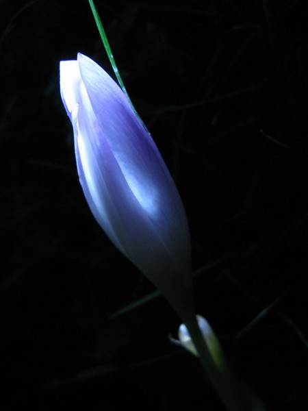 captured light 2