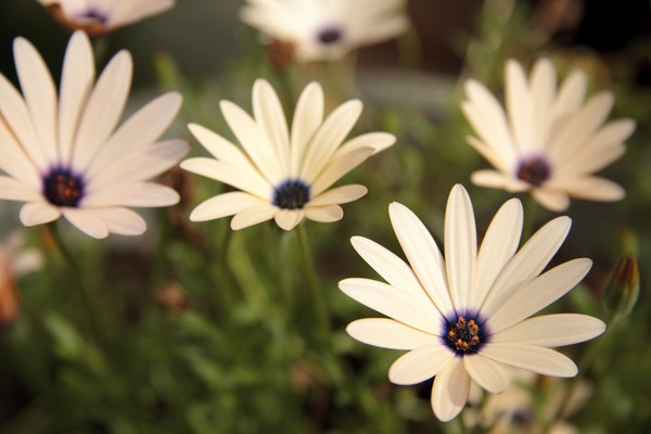 Glowing Flowers