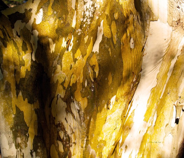 Nature's Abstractions II