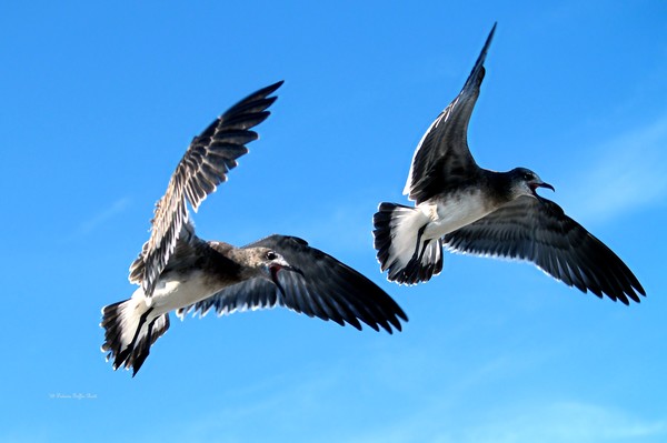 Synchronized Flying