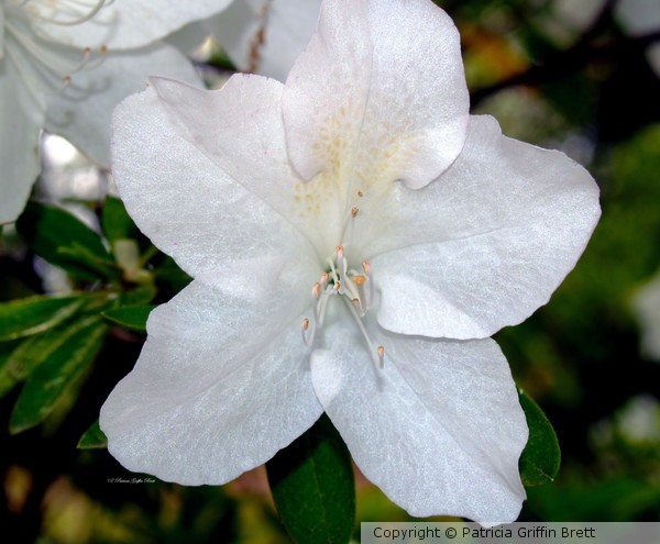 Purity