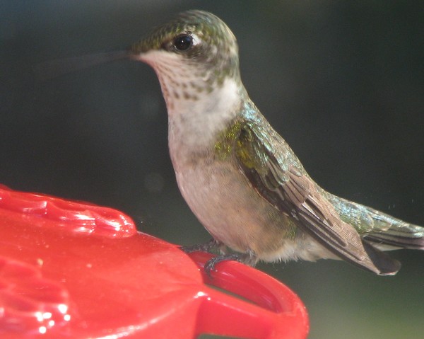 Hummingbirds August 2008. Nashville Tennessee