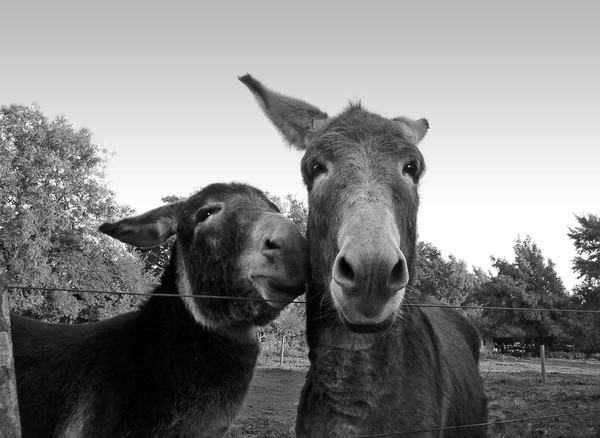 Best of friends