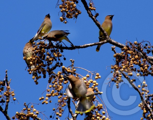 Migration North!