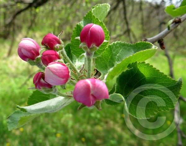 Apple Blossoms!