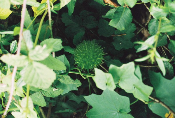 untitled, unknown plant