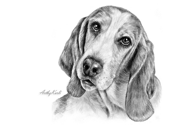 Basset hound