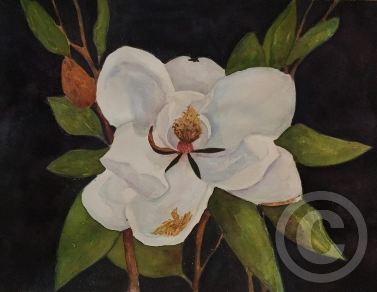 Magnolia Bloom
