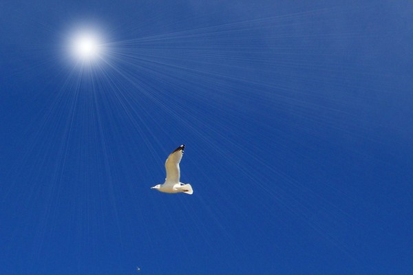 In Flight