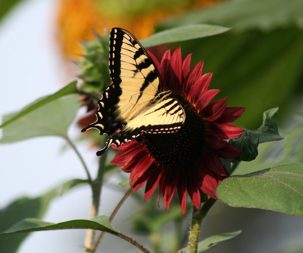 Eastern Tiger Swallowtail 1
