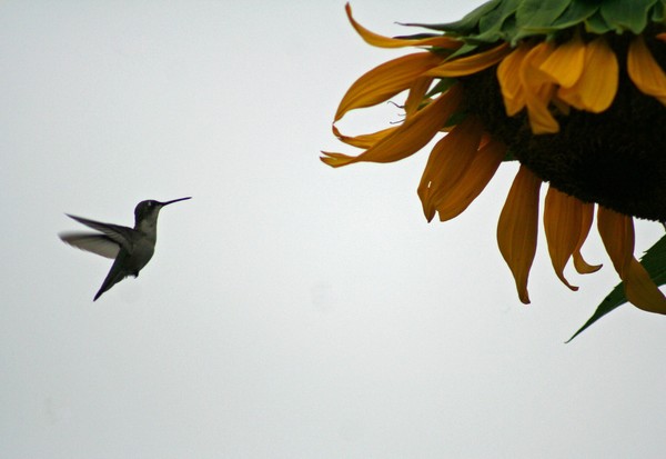 Hummer 8382