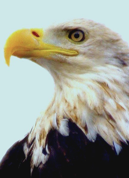 EAGLE