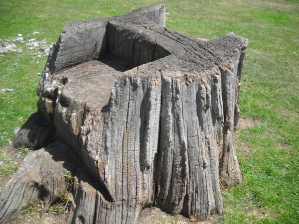 Old Tree-Chair