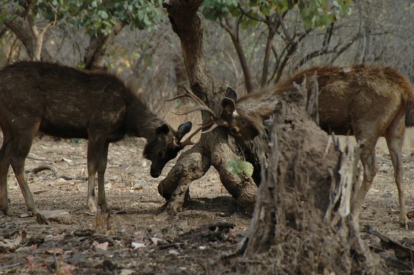 deers fighting - Ranthambore