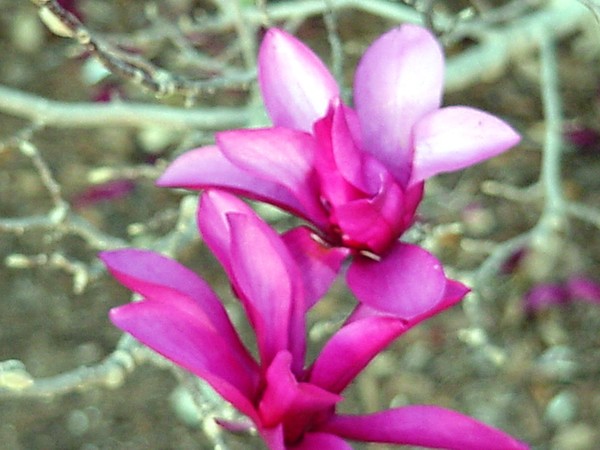 Siberian Daphne