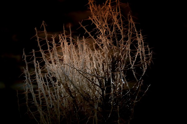 sharper thorns 