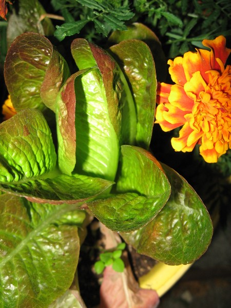 Lettuce Now