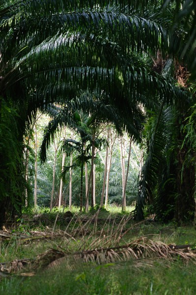 Trees
