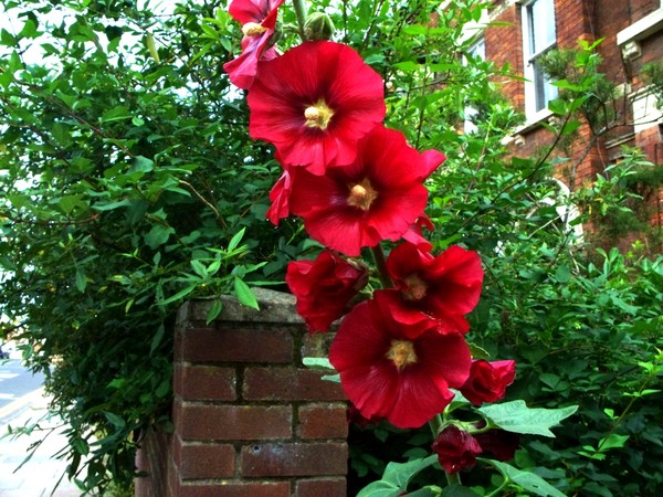 Red Hollihocks