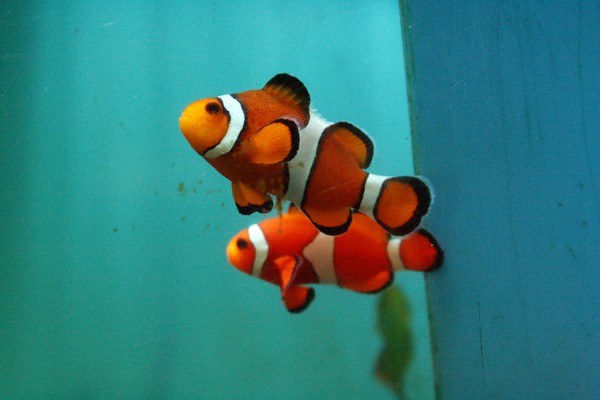 Nemo couple