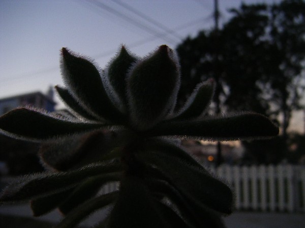 Fuzzy