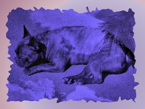Extra's blue dreams