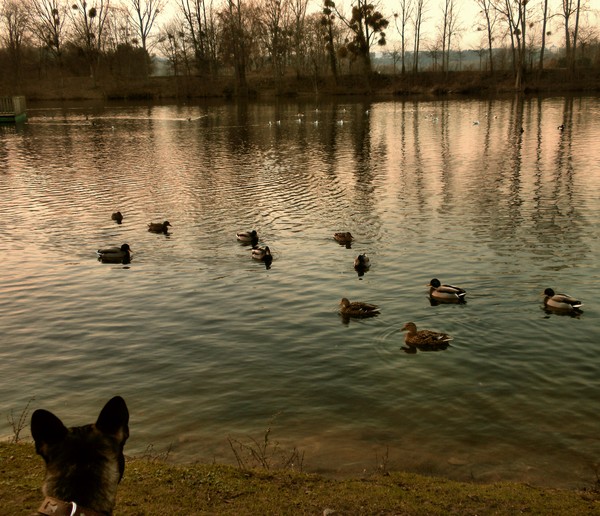 duck watching