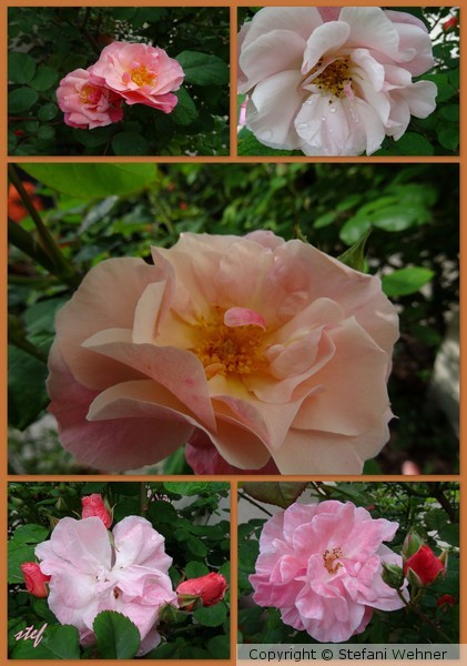 M(y)ai Roses