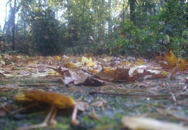 The Fall (2)