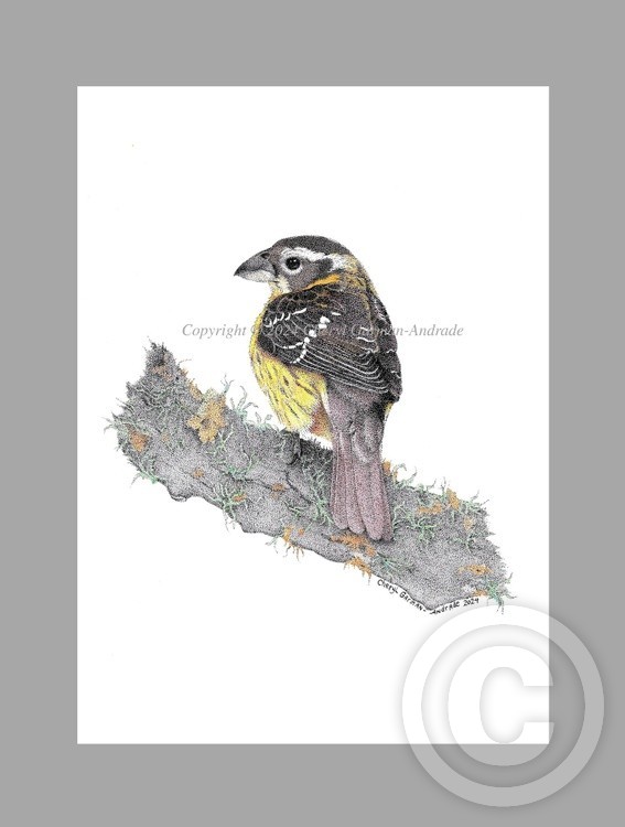 Black Headed Grosbeak Female Pen and Ink Pointillism