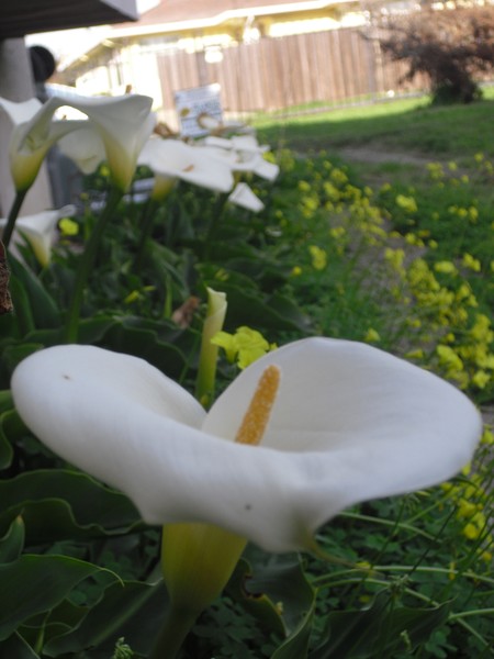 Flower & 