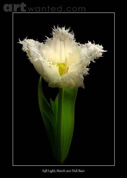 Soft Light