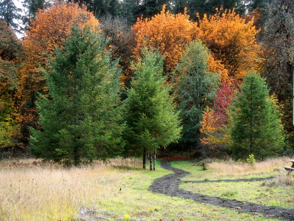 Path To Serenity
