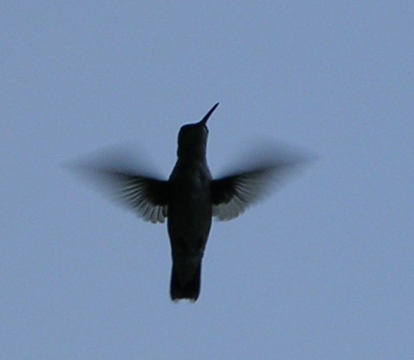 Mid-Flight