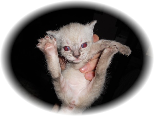 Another shot of the kitten posted earlier
