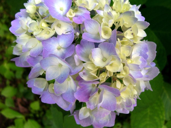 garden images 2013